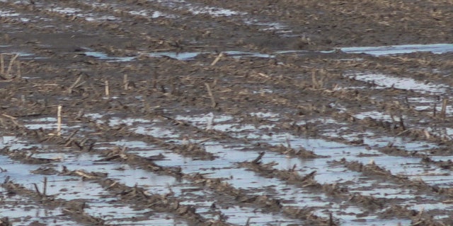Flooded fields in Sidney, Iowa following historic flooding in Midwest.