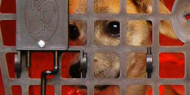 A stray puppy named Apple sits in a crate on a truck awaiting a journey to New York City on Wednesday, April 3, 2019, in Starkville, Miss. Apple is the 100,000th animal relocated to the North by a transportation program operated by the American Society for the Prevention of Cruelty to Animals. The organization moves strays and other unwanted animals from Southern states to areas including New York City, where demand is high for animals and Apple could be adopted in just a few days. (AP Photo/Jay Reeves)