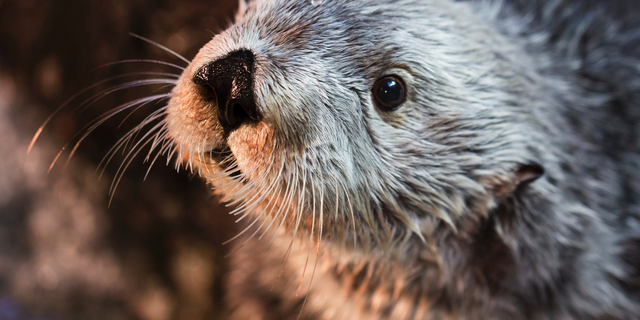 Charlie, the oldest southern sea otter held by any zoo or aquarium, died Monday, April 22, 2019 at the age of 22, at the Aquarium of the Pacific in Long Beach, Calif. (Robin Riggs/Aquarium of the Pacific via AP)