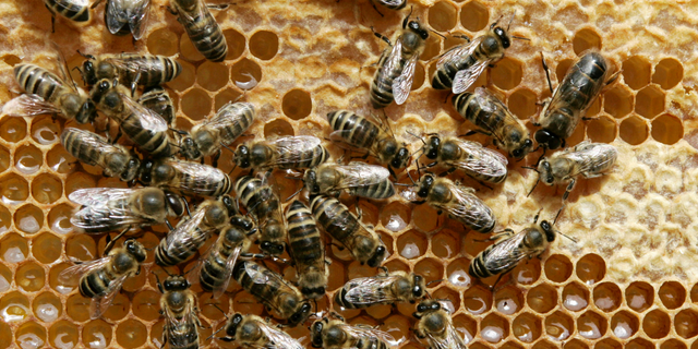 FILE - In this May 21, 2008 file photo, honey bees sit on a honeycomb in Germany. The German state of Bavaria is set to accept in large part a plan by environmentalists to save bees and protect biodiversity, averting a referendum on the issue. Leaders of Bavaria’s two governing parties _ both traditional allies of farmers, who have criticized the proposal _ said on Wednesday. April 3, 2019, that they would back the plan in the state legislature. (AP Photo/Heribert Proepper, File)