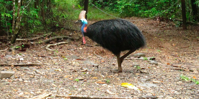 The 2015 photo shows an endangered cassowary in the Daintree National Forest, Australia. (AP Photo / Wilson Ring)