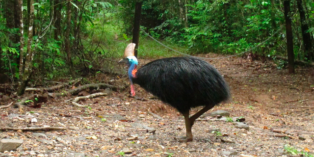 Photo from 2015 shows an endangered cassowary in the Daintree National Forest, Australia. (AP Photo/Wilson Ring)