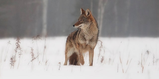 Les loups gardent généralement leurs distances avec les humains.