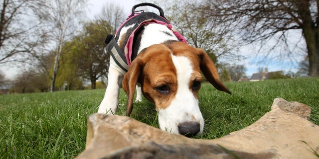 A 4 year old beard was trained to sniff prehistoric remnants. (SWNS)