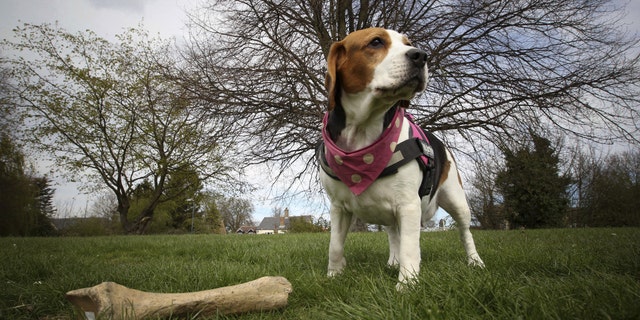 Crystal's owner was inspired by Victorian pioneering paleontologist Mary Anning. (SWNS)