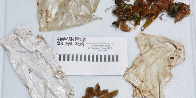A shredded piece of balloon was found in the dolphin's stomach. Researchers said this highlights the need to stop releasing balloons into the environment.