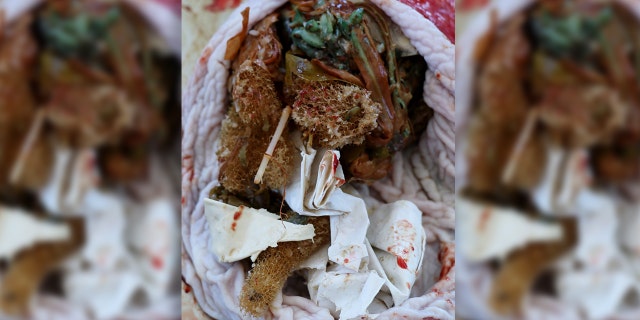 Biologists discovered garbage inside the stomach of a rough-tooth dolphin after it washed ashore in Florida last week.