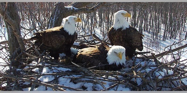 The nesting bald eagle trio. (Photo courtesy of Stewards of Upper Mississippi River Refuge)