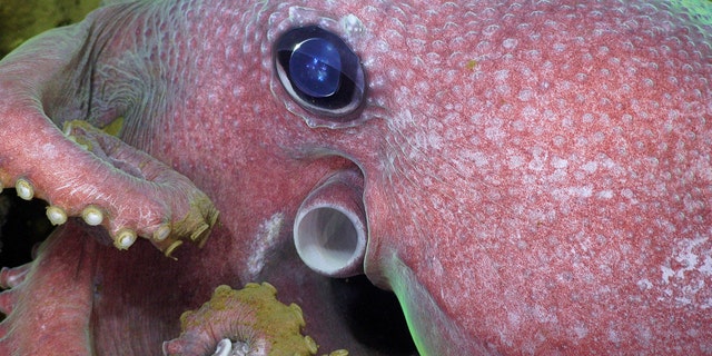 A deep-sea octopus is seen with ROV SuBastian reflected in its eye.