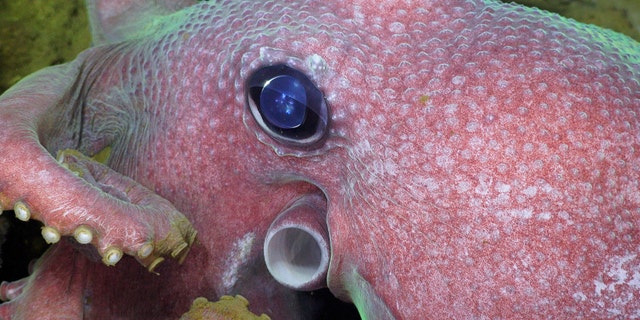 A deep-sea octopus is seen with ROV SuBastian reflected in its eye.