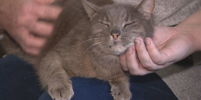 Fergie the cat was reunited with her family more than 10 years after she mysteriously vanished.
