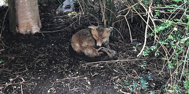 This "sick" fox found in a neighborhood in Devon, England concerned locals, who asked animal rescuers for help.