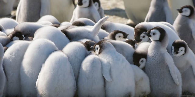 Scientists have discovered that the influence distance of penguin excrement is more dependent on the number of animals in the colony than on the temperature or humidity of the area. (Photo of Wolfgang Kaehler / LightRocket via Getty Images)
