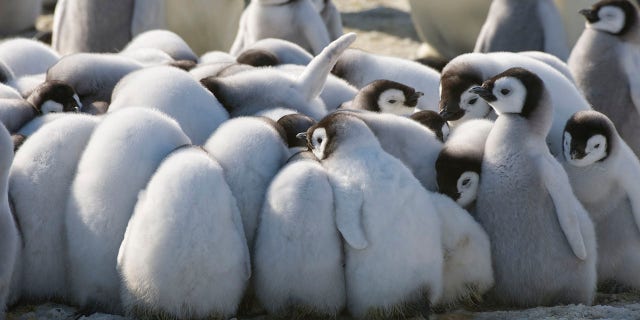 Scientists found that the distance of influence the penguin feces has depends more on the number of animals in the colony, not the region’s temperature or humidity. (Photo by Wolfgang Kaehler/LightRocket via Getty Images)