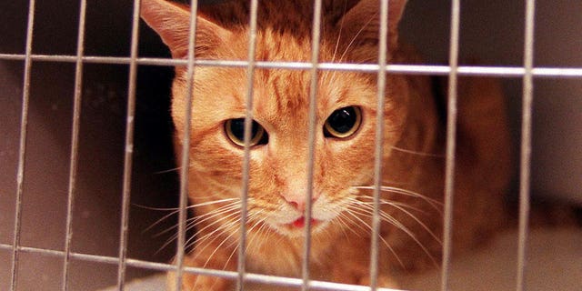 A different cat is picture in a cage here. Some shelters house animals on site as they await a new home. Meow Stories uses a network of foster families to care for needy cats, owner Kate Balow said.