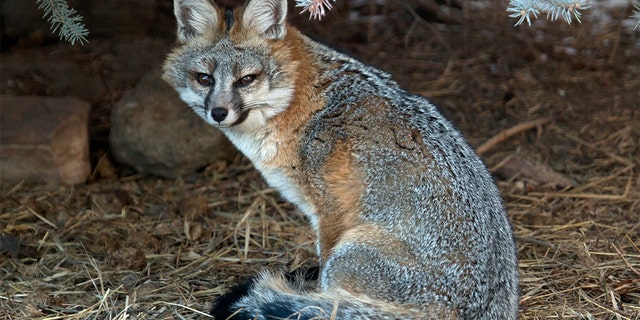 "Yep, foxes are super stinky," commented one Redditor. "We have a few that live (in the wild) around our neighborhood. I can always tell when one’s been hanging out in the front yard."