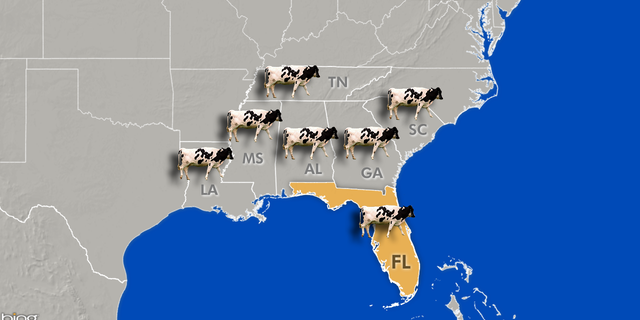 Florida is a major player in the industry, ranking second in cattle inventory in the southeast region, right behind Tennessee