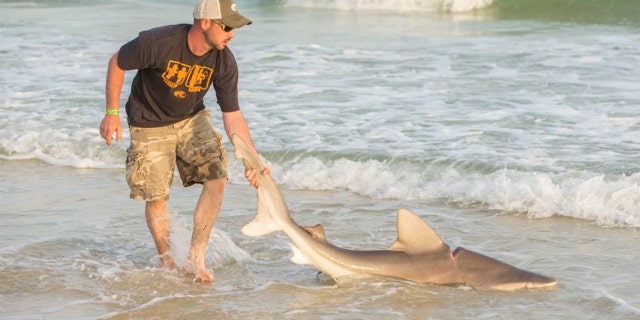 The car belt was so tight on the bull shark that even after it was cut off, it left an indentation on the shark's body.
