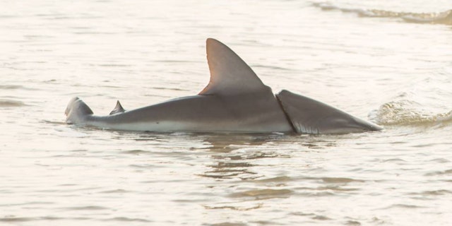 A fisherman had to rescue a shark from wrapped in a car belt in Gulf Shores, Ala.