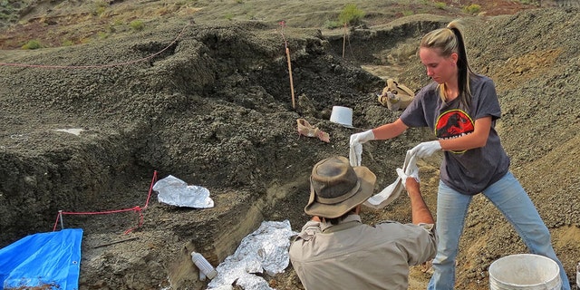 This handout photo obtained March 30, 2019 courtesy by the University of Kansas shows Robert DePalma(L)and field assistant Kylie Ruble(R) excavate fossil carcasses from the Tanis deposit (Credit: ROBERT DEPALMA/AFP/Getty Images)