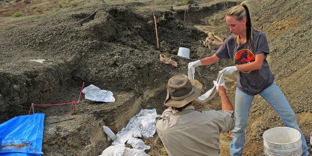 This handout photo obtained March 30, 2019 courtesy by the University of Kansas shows Robert DePalma(L)and field assistant Kylie Ruble(R) excavate fossil carcasses from the Tanis deposit (Credit: ROBERT DEPALMA/AFP/Getty Images)