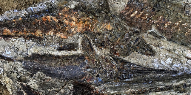 This handout photo obtained March 30, 2019 courtesy the University of Kansas shows a partially exposed, perfectly preserved 66-million-year-old fish fossil uncovered by Robert DePalma and his colleagues. -(Credit: ROBERT DEPALMA/AFP/Getty Images)