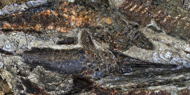This handout photo obtained March 30, 2019 courtesy the University of Kansas shows a partially exposed, perfectly preserved 66-million-year-old fish fossil uncovered by Robert DePalma and his colleagues. -(Credit: ROBERT DEPALMA/AFP/Getty Images)