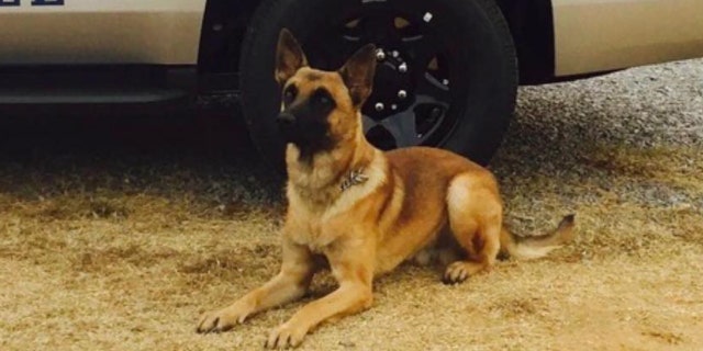 A K-9 in Tennessee is being hailed a hero after the dog helped stop a suspect fleeing a stolen vehicle Saturday evening, authorities said. (Knoxville Police Department)