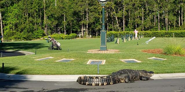 This 10-foot long alligator strolled through the Long Cove Club in Hilton Head, S.C., on Tuesday morning on its way to another lagoon at the club. According to a local outlet, the gator weighed 400 pounds.