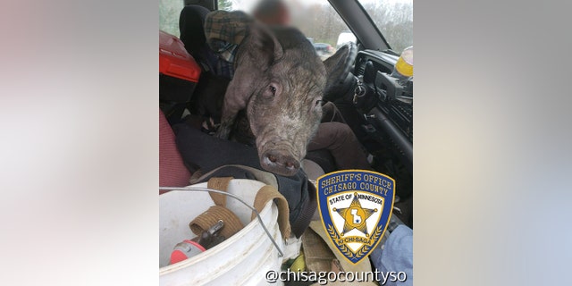The pig was seen on the driver's lap.