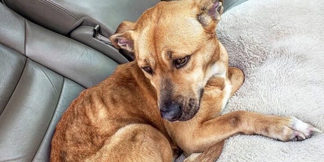 Examinations revealed that Amelia also had a slew of medical issues, including a non-healing face wound and heartworm disease.