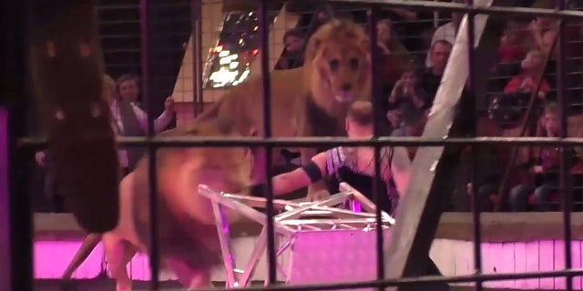 Moment of lion attack in Lugansk circus.