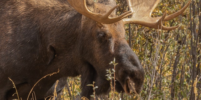 Jim Hall was hunting with a friend when they encountered the Shiras moose on the last valid days of Hall’s months-long tag,