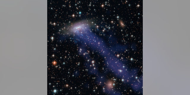 This image combines NASA / ESA Hubble Space Telescope observations with data from Chandra's X-ray observatory. In addition to the electric blue ram pressure streaking strikes issued by ESO 137-001, one can see a giant gas flow extending down from the frame, only visible in the corresponding part of the spectrum X-ray. (Credit: NASA, ESA, CXC)