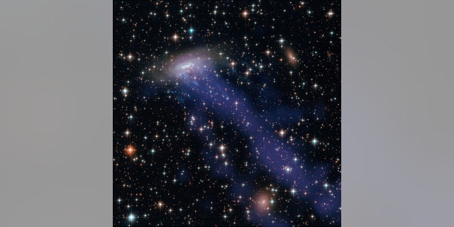 This image combines NASA/ESA Hubble Space Telescope observations with data from the Chandra X-ray Observatory. As well as the electric blue ram pressure stripping streaks seen emanating from ESO 137-001, a giant gas stream can be seen extending towards the bottom of the frame, only visible in the X-ray part of the spectrum. (Credit: NASA, ESA, CXC)