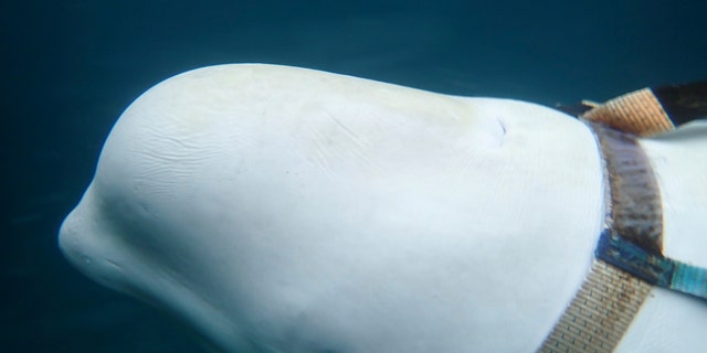 A beluga whale is seen as it swims next to a fishing boat before Norwegian fishermen removed the tight harness, swimming off the northern Norwegian coast Friday, April 26, 2019.