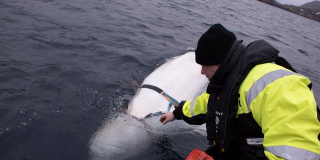 Joergen Ree Wiig tries to reach the harness attached to a beluga whale before the Norwegian fishermen were able to remove the tight harness, off the northern Norwegian coast Friday, April 26, 2019.