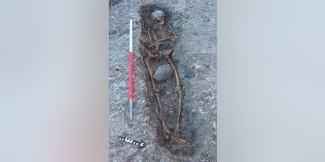 One of the skeletons uncovered at the site. (Thames Water)