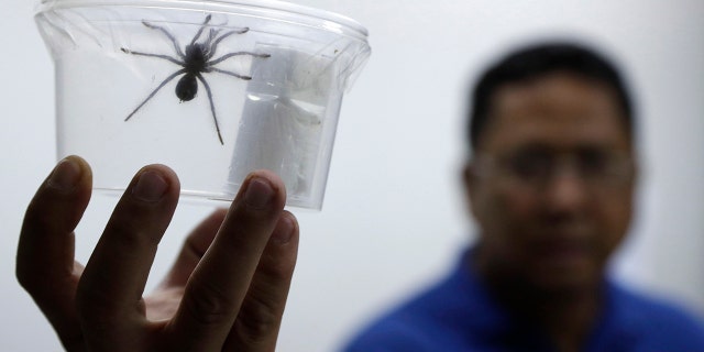 Philippine customs officials found 757 tarantulas inside gift-wrapped boxes of cookies and oatmeal at a mail exchange center near Manila's international airport on Monday. (AP Photo/Aaron Favila)