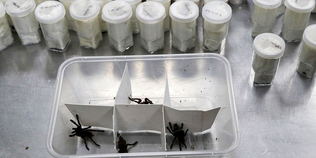 Philippine Officials Find 757 Live Tarantulas Hidden Inside Boxes Of