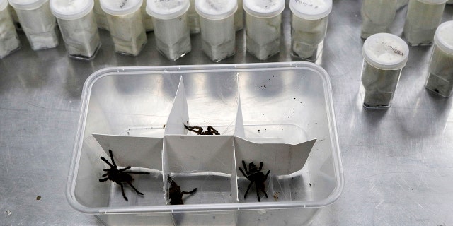Alaska arachnids have been sent from Poland and declared to be "collection items". (AP Photo / Aaron Favila)
