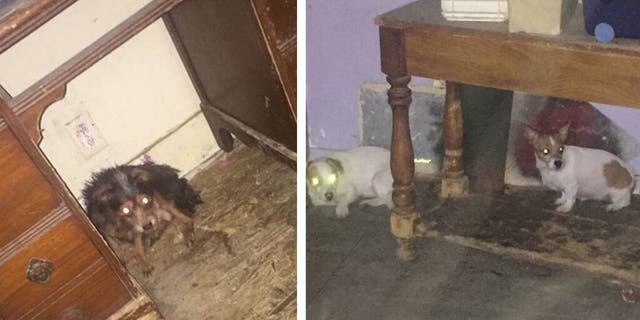 Authorities impounded 38 dogs from Culwell's home.