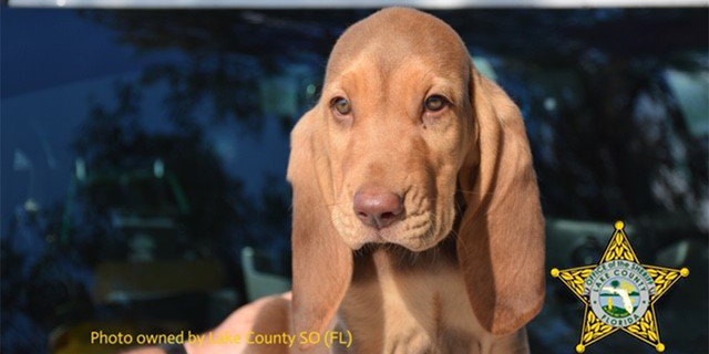 "Rommel" the bloodhound was renamed after people complained the dog shared its name with a general who served under Adolf Hitler.