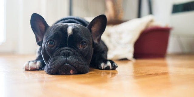 A closeup shot of a cute black French bulldog as its rests at home.