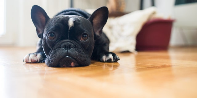 Close up shot of a cute sad looking little dog, black French bulldog.