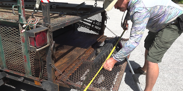 State alligator trapper Robb Upthegrove measures a nuisance alligator captured in Tampa, Fla.