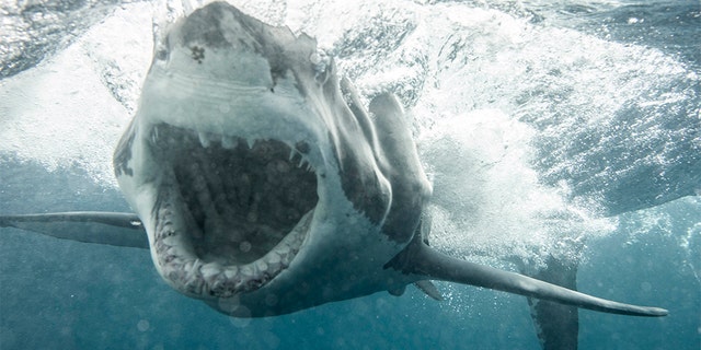 A photographer got this JAWS-some shot of a huge great white charging his shark cage underwater. Using a Canon 5d Mark IV with a 50 mm 1.4 lens, Kane Overall was able to get this incredible image of the apex predator. (Credit: KANE OVERALL - MAGNUS NEWS)
