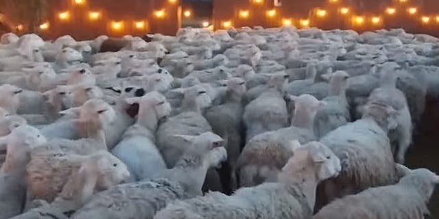 The town of Lincoln, Calif., uses thousands of sheep and goats to prepare for the fire season by cutting down the vegetation.<br>