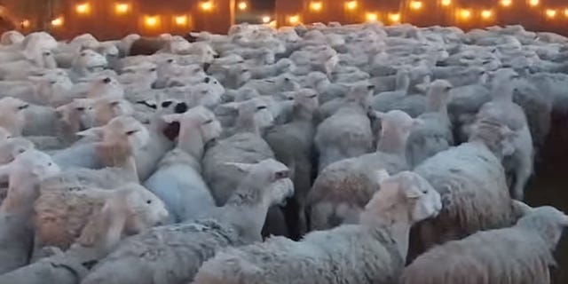 The city of Lincoln, Calif., uses thousands of sheep and goats to ready for a glow deteriorate by slicing down a vegetation.br