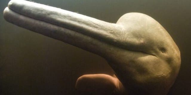 Brazil's Araguaian river dolphin can make up to 237 distinct sounds.